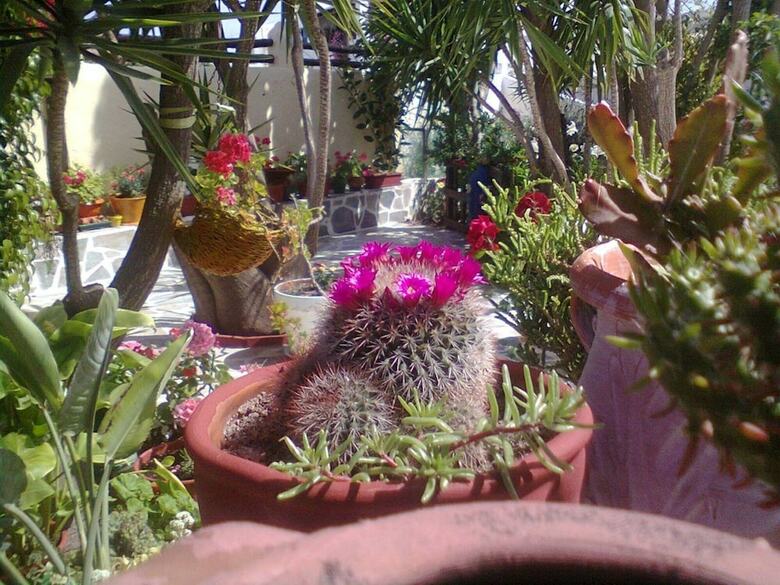 Ricos Two Bedroom Apartment - Naoussa Paros