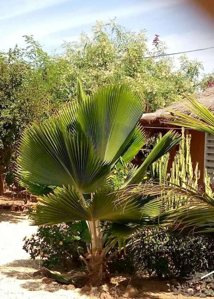 Hotel Campement Baobab