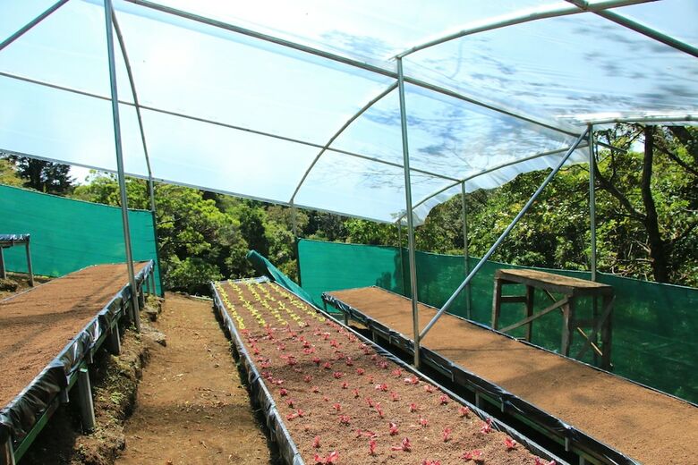 Hotel Ficus - Monteverde