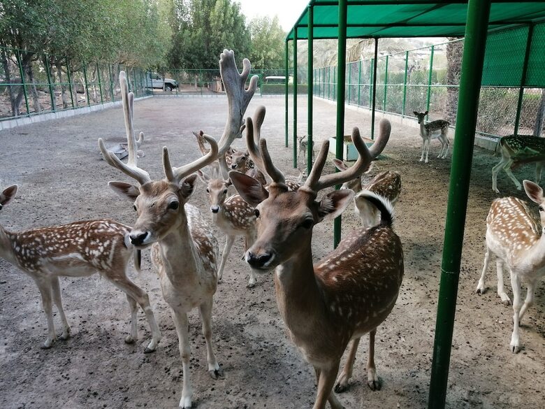 Ja Hatta Fort Hotel