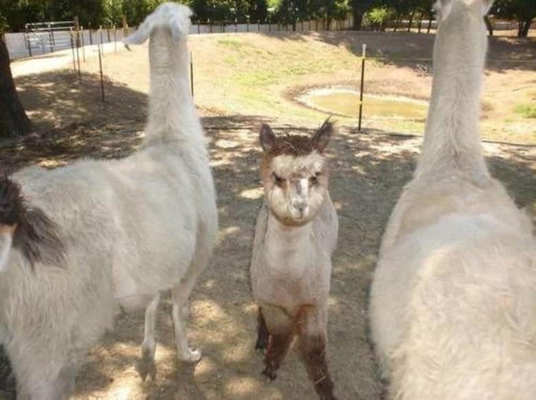 Bed & Breakfast Old Irish Bandb @ Patricks' Pastures Alpaca Ranch