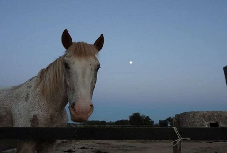 Agroturismo Masseria Palombara