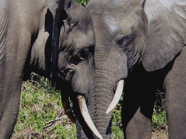 Posada Bongwe Kafue Camp
