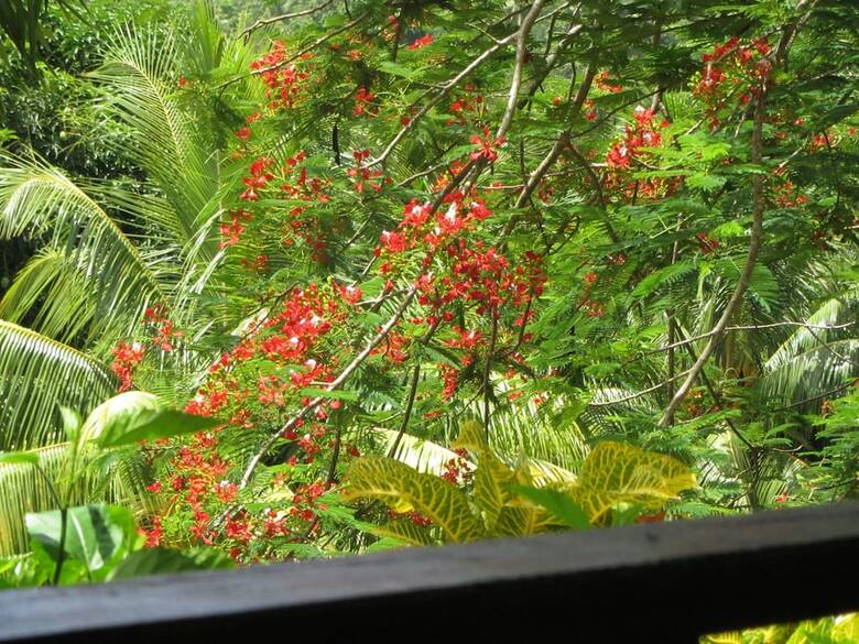 Hotel Hibiscus Valley Inn