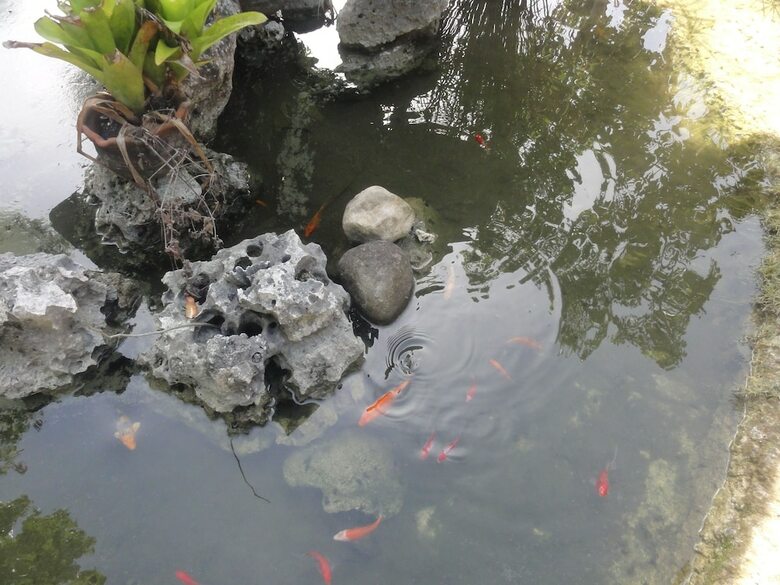 Hotel Sea Turtle House