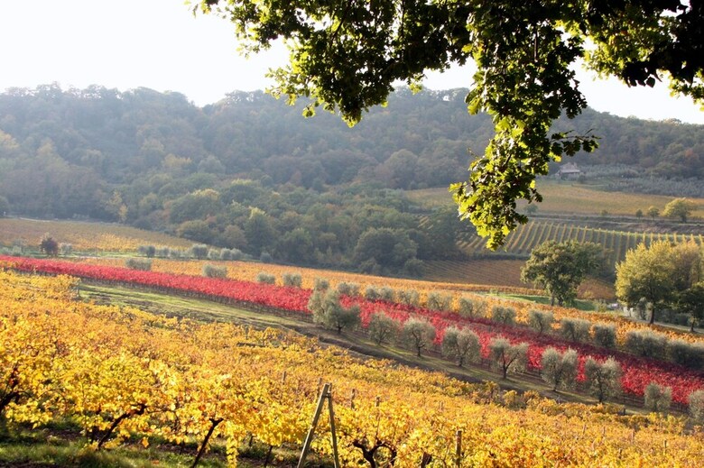 Agroturismo Altarocca Wine Resort