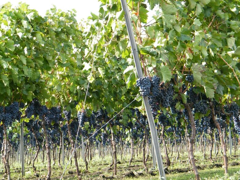 Agroturismo Etna Wine Agriturismo