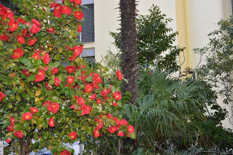 Hotel Albergo Stella