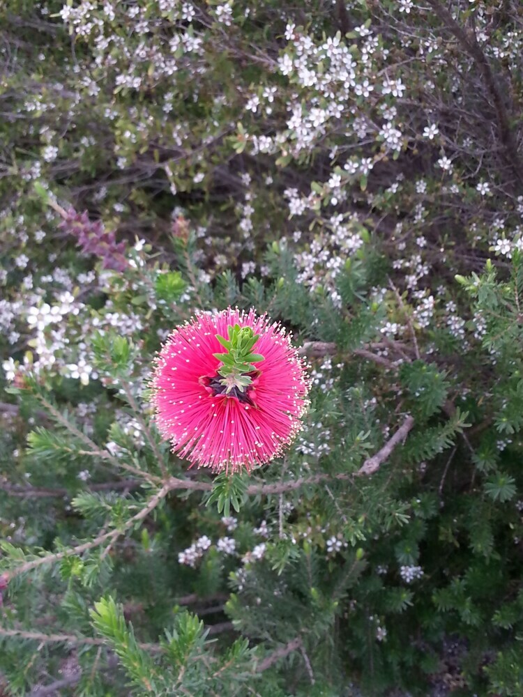 Nutkin Lodge