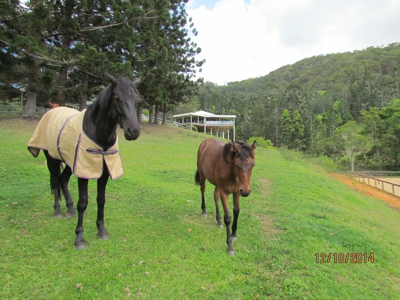 Bed & Breakfast Ingleside Stud Farm