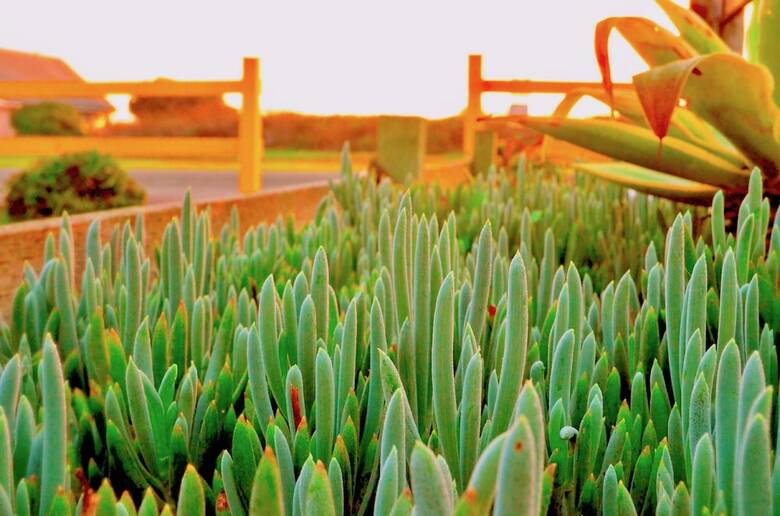 Bed & Breakfast Captain's Inn At Moss Landing