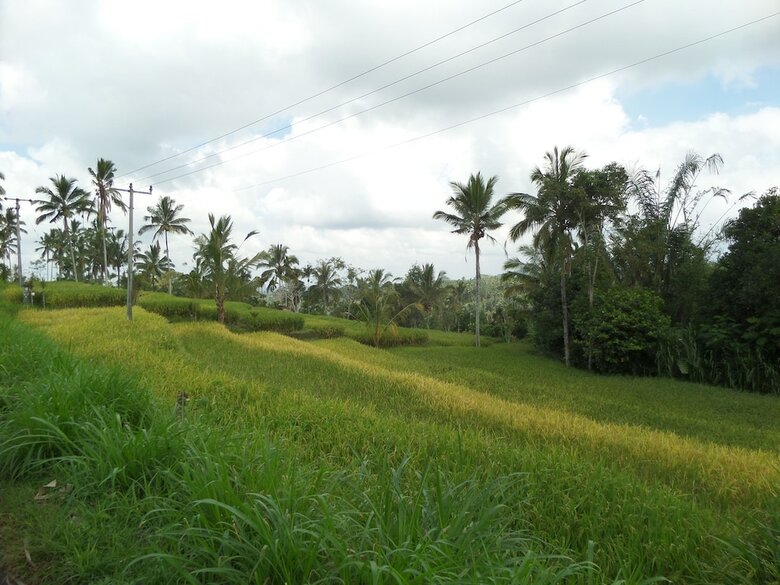 Hotel Senetan Villas And Spa Resort