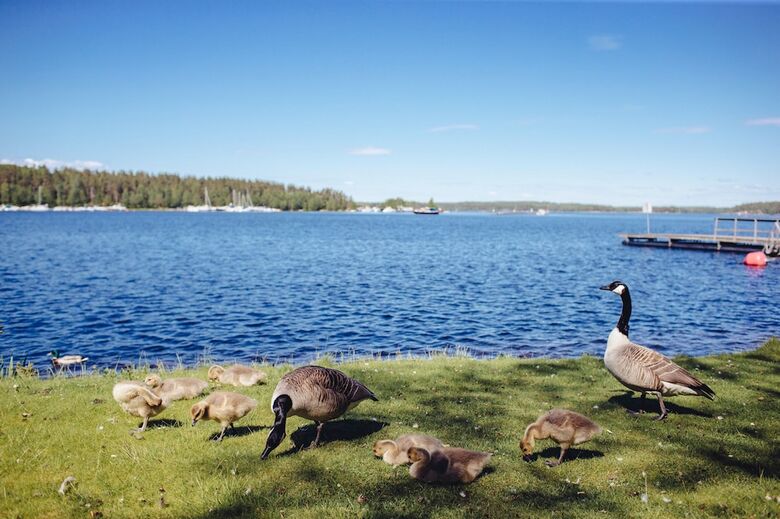 Apartamentos Saimaa Life