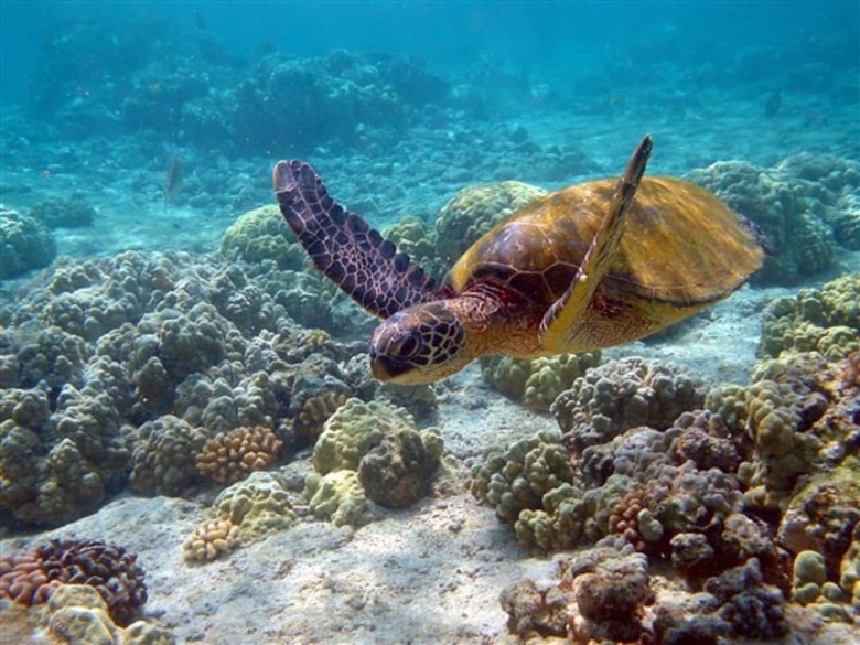 Hotel Hawaii's Hidden Hideaway Bed & Breakfast