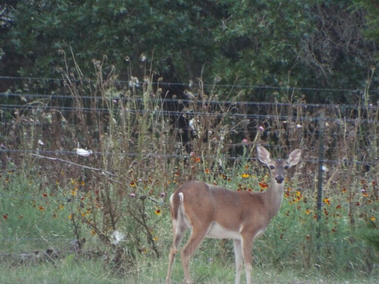 Hotel Trail?s End Hill Country Cabins