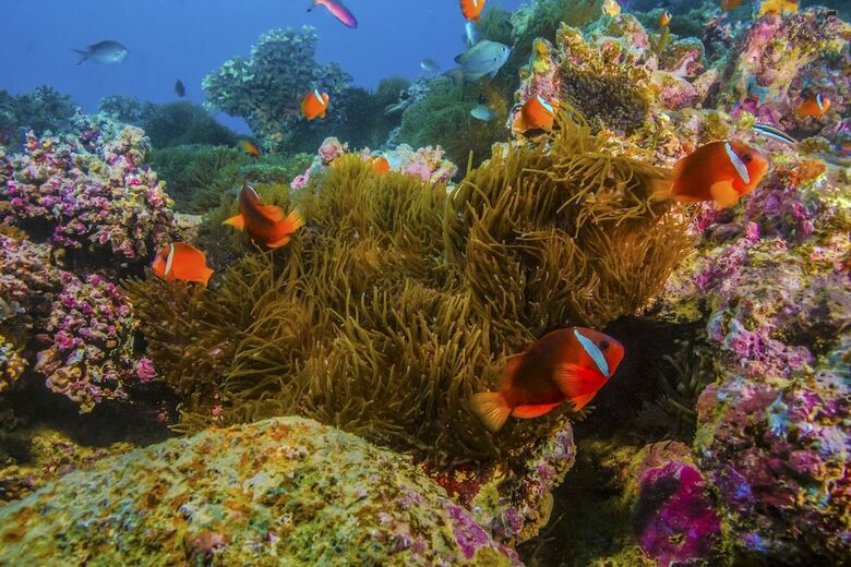 Apartamento Beqa Lagoon Resort