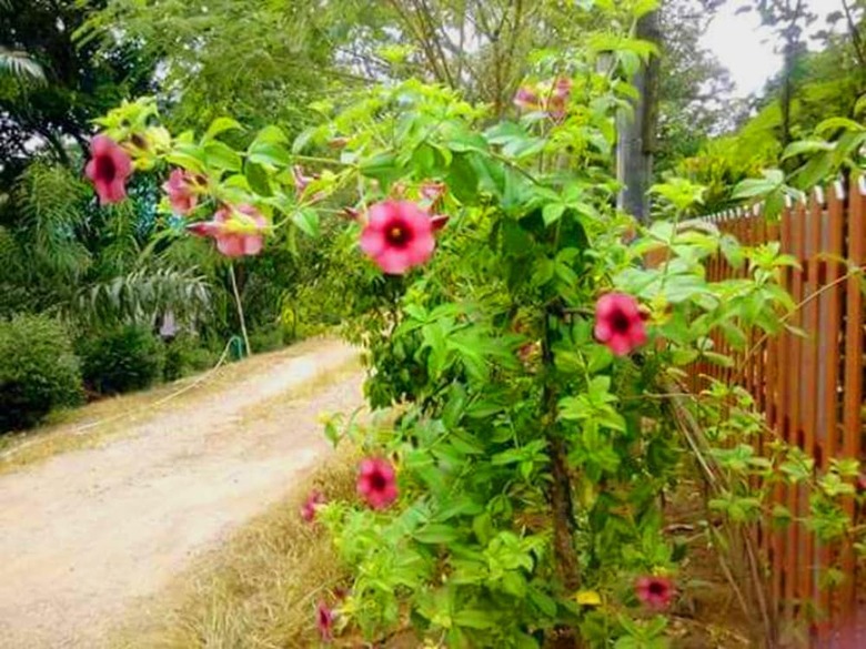 Hotel Bangnu River Resort