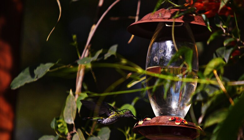Posada Mindo Green House