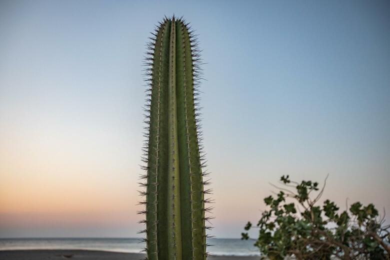 Hotel Punta Conejo Resort