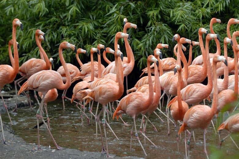 Hotel Van Der Valk Avifauna