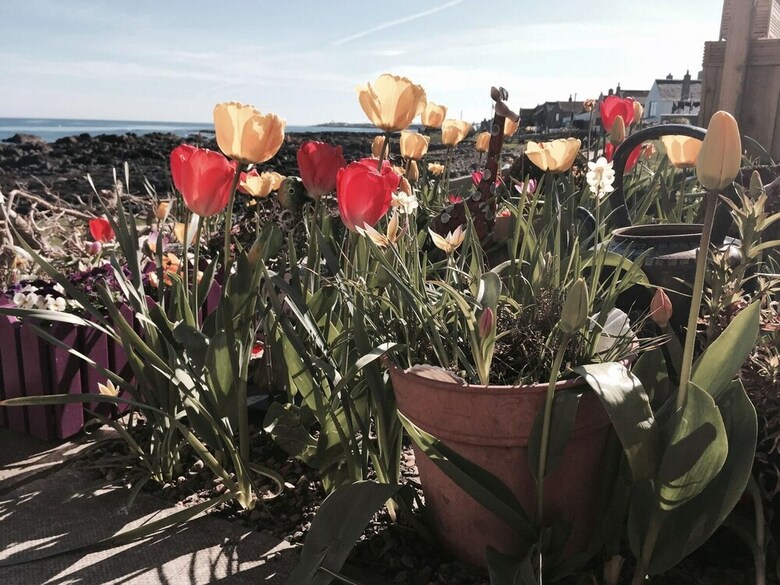 Pew With A View - Pet Friendly Seafront Cottage, Secure Shorefront Garden