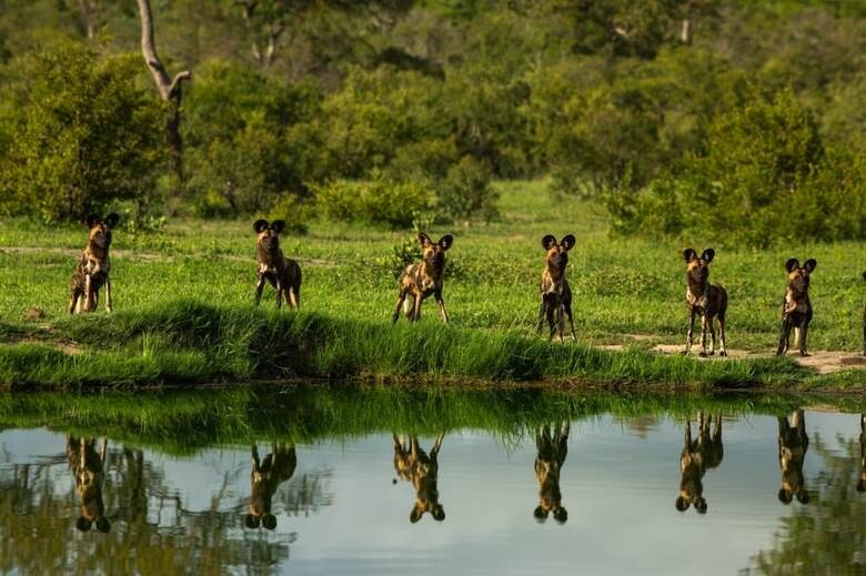 Posada Elephant Plains Game Lodge