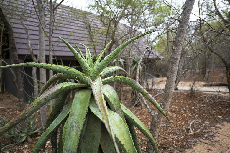 Posada Elephant Plains Game Lodge