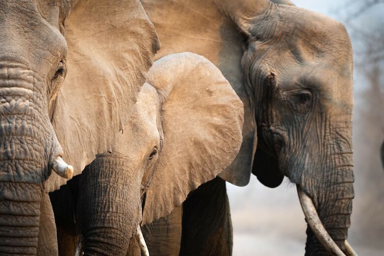 Posada Elephant Plains Game Lodge