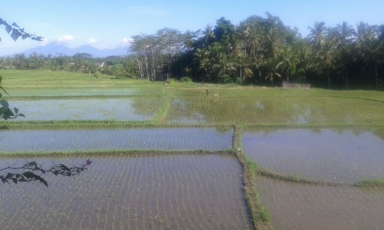 Hotel Mandala Desa Boutique Resort