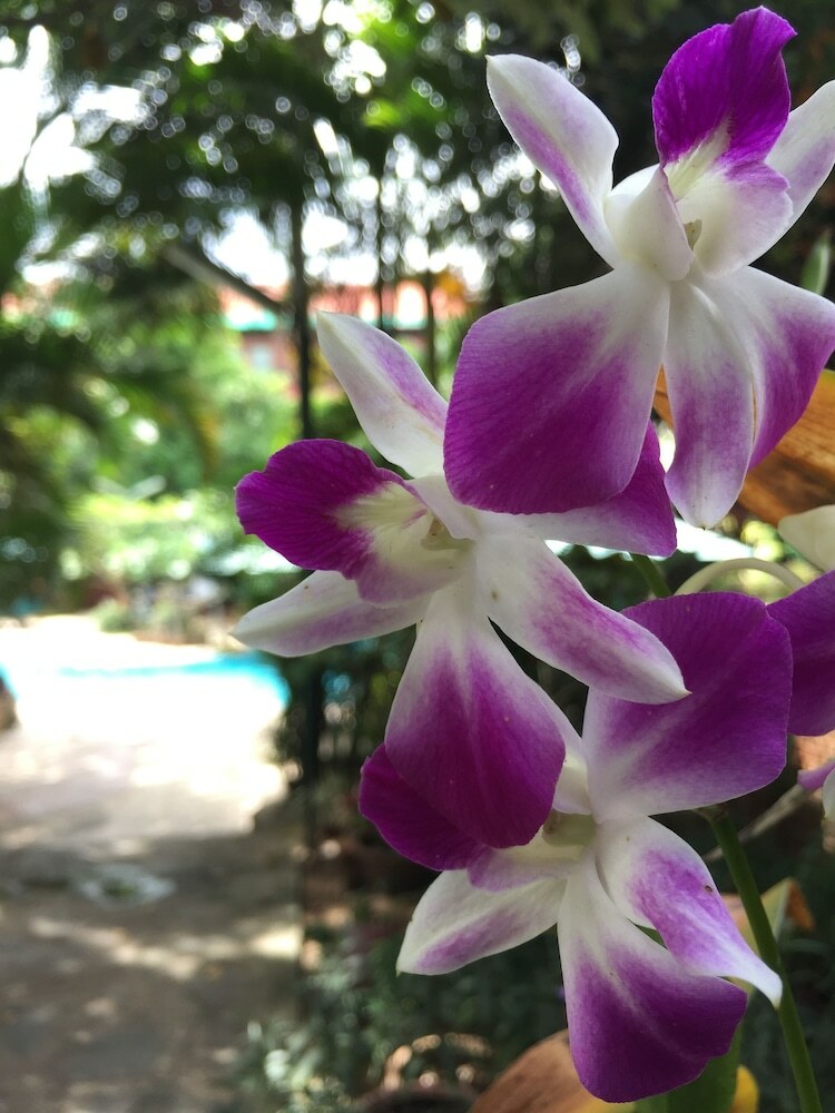 Hotel L'elephant Blanc Resort