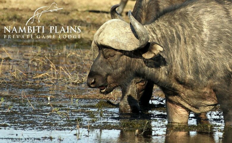 Posada Nambiti Plains Private Game Lodge