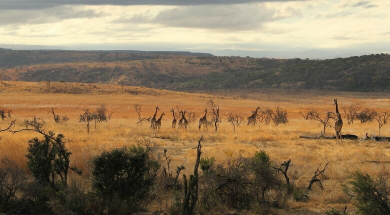 Posada Nambiti Plains Private Game Lodge