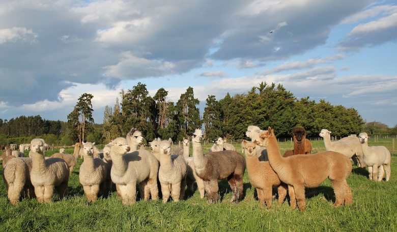 Agroturismo Silverstream Alpaca Farmstay And Tour
