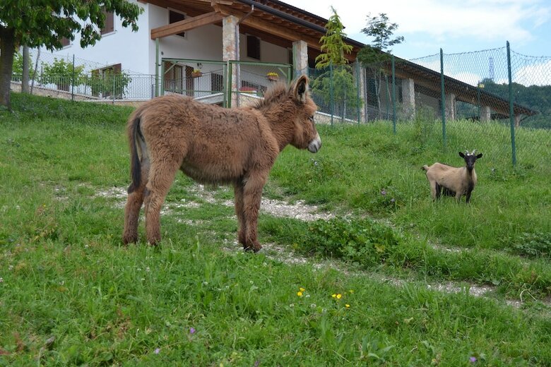Agroturismo Agriturismo Corte Maccini