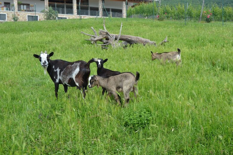 Agroturismo Agriturismo Corte Maccini