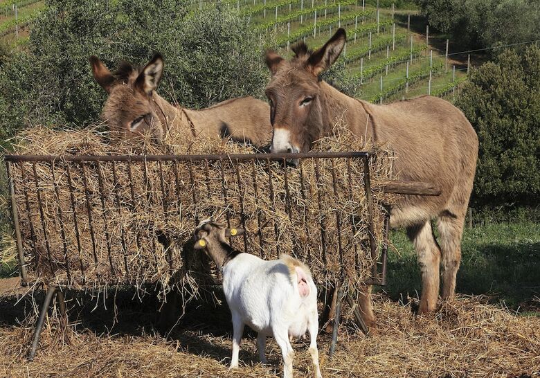 Agroturismo Agriturismo Belvedere Pierini E Brugi