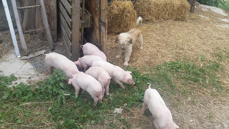 Agroturismo Fattoria La Cona