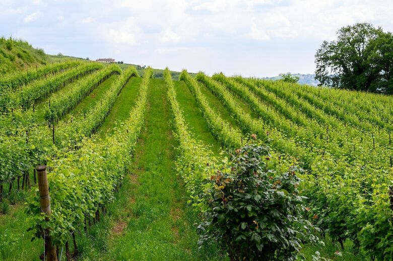 Agroturismo Massimago Wine Relais