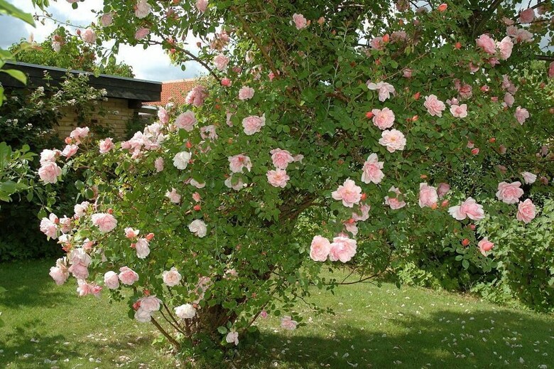Hotel Rose-house Hiller�d Bed And Kitchen