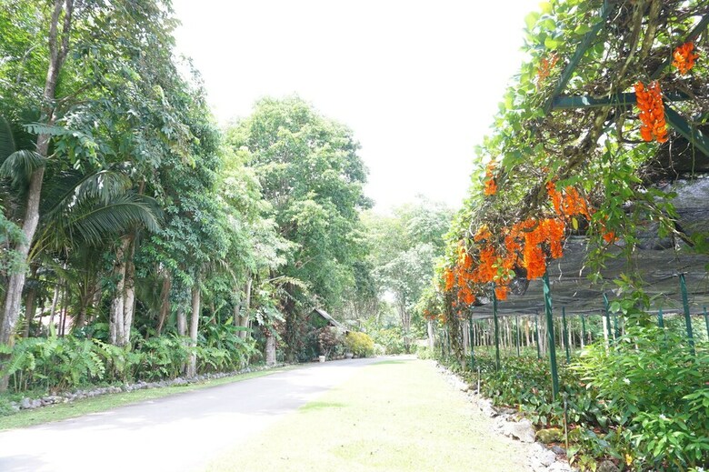 Hotel Donsak Orchid Resort