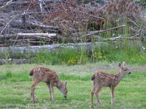 Shawnigan Lake Bed And Breakfast