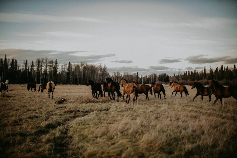 Hotel Big Creek Lodge - Working Guest Ranch