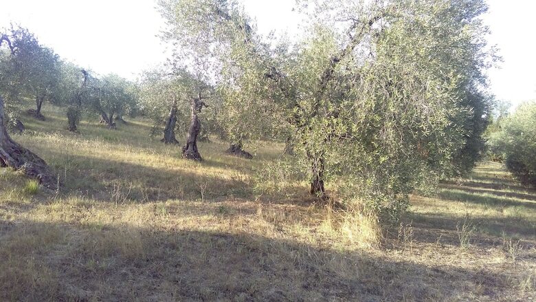 Agroturismo Agriturismo I Greppioli