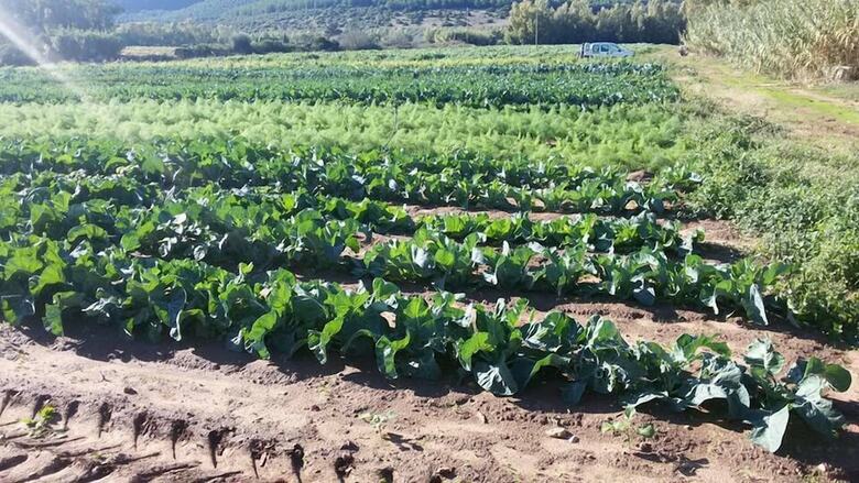 Agroturismo Agriturismo Sa Pramma