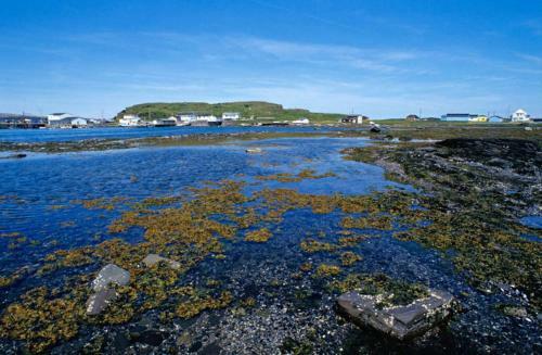 Burnt Cape Cabins
