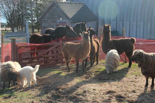 Seaweed And Sod Farm Bed And Breakfast