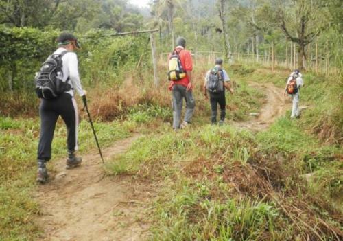 Orchard Wellness Safari Suites