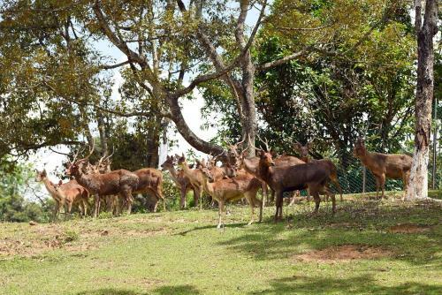 Orchard Wellness Safari Suites