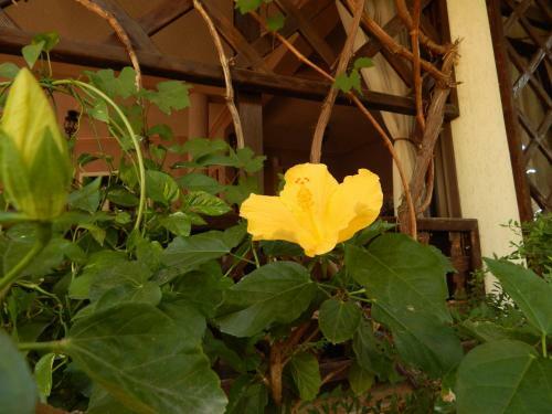 Hostal House Loris