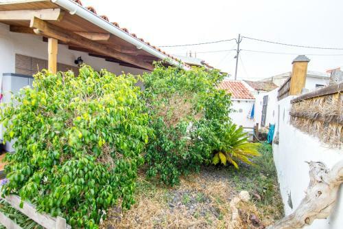 Live Arico El Cortijo